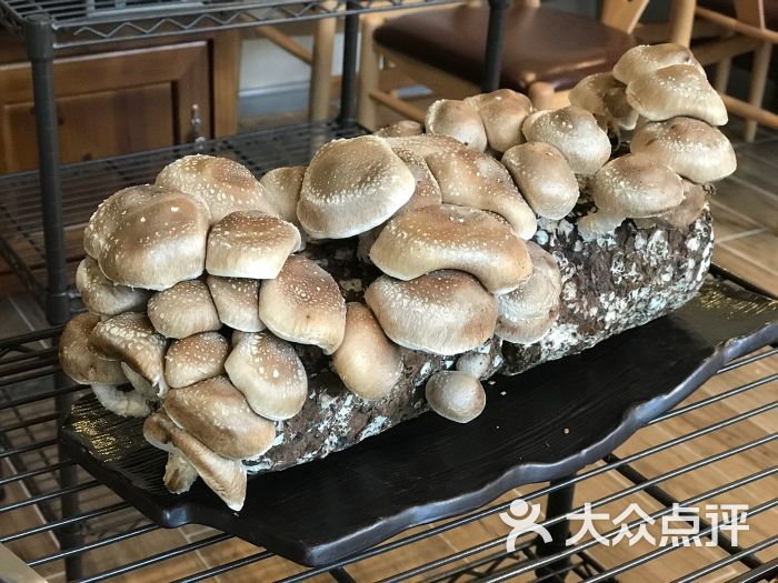 活体香菇