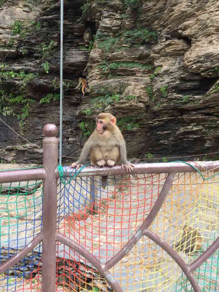 十渡欢乐猕猴谷