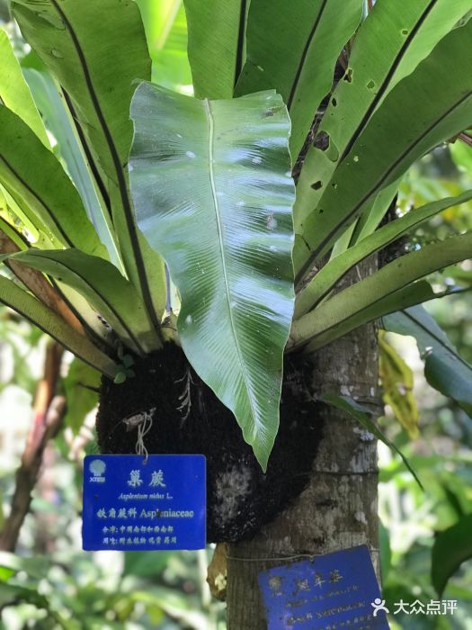 中国科学院西双版纳热带植物园图片 - 第16张