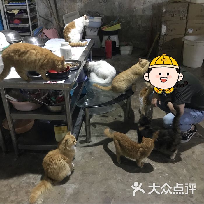 流浪猫救助站