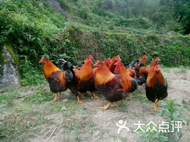农家放养走地鸡