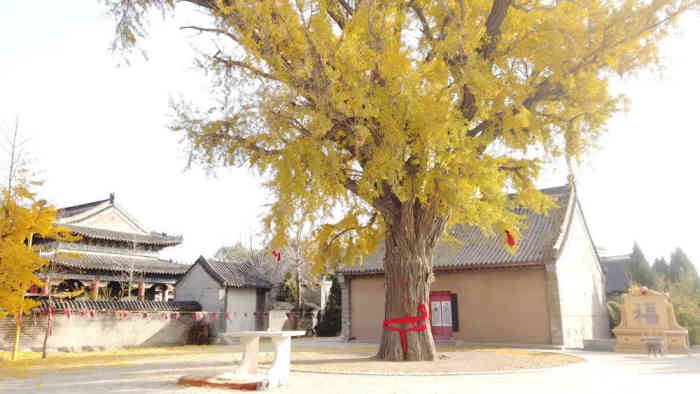 永兴寺在大连营城子镇传说有一棵千年古树银杏树去了两三次没有进去