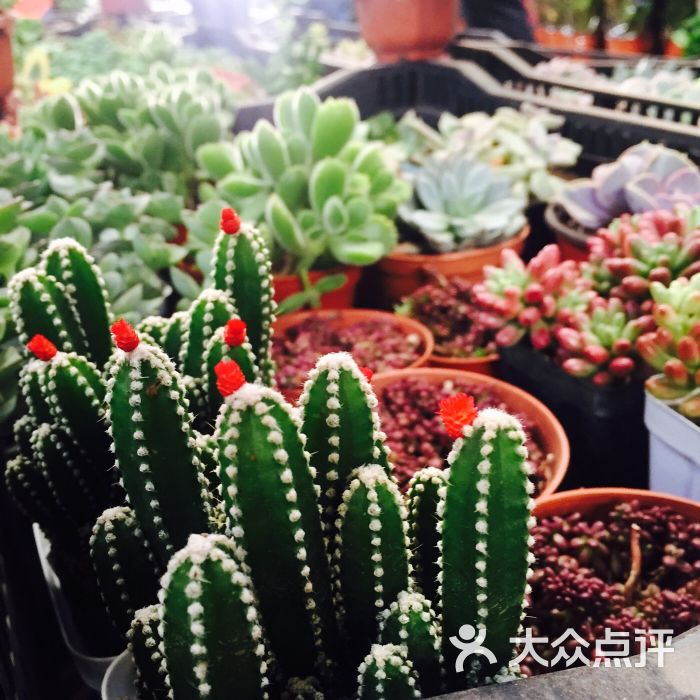 岔街1号花卉市场-图片-昆明购物-大众点评网