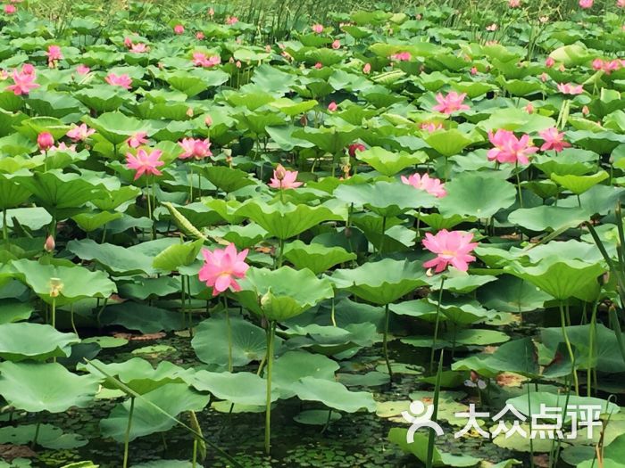 龙潭荷花池