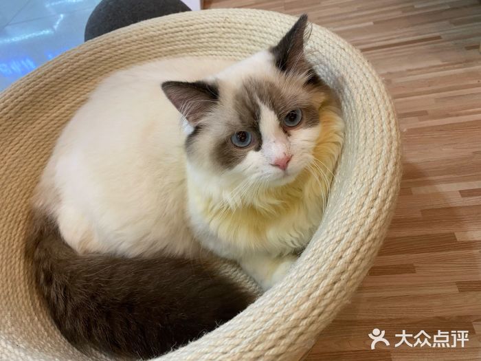 猫咪森林·猫咖(南山保利店)图片