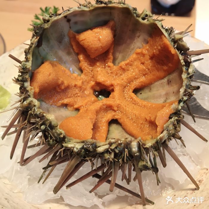 海胆刺身
