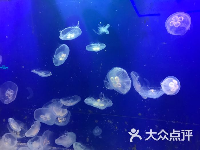 泸州欢乐海底世界图片 - 第3张