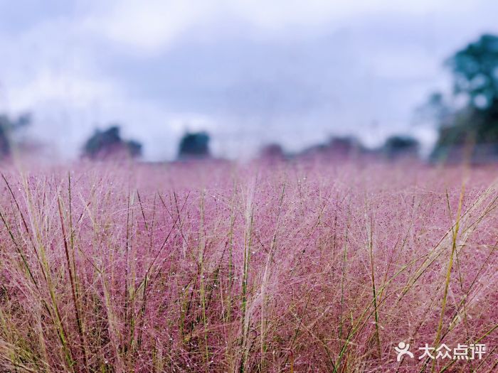 紫云秘境花海图片 第56张