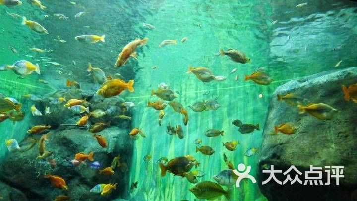 上海海洋水族馆图片 第9张