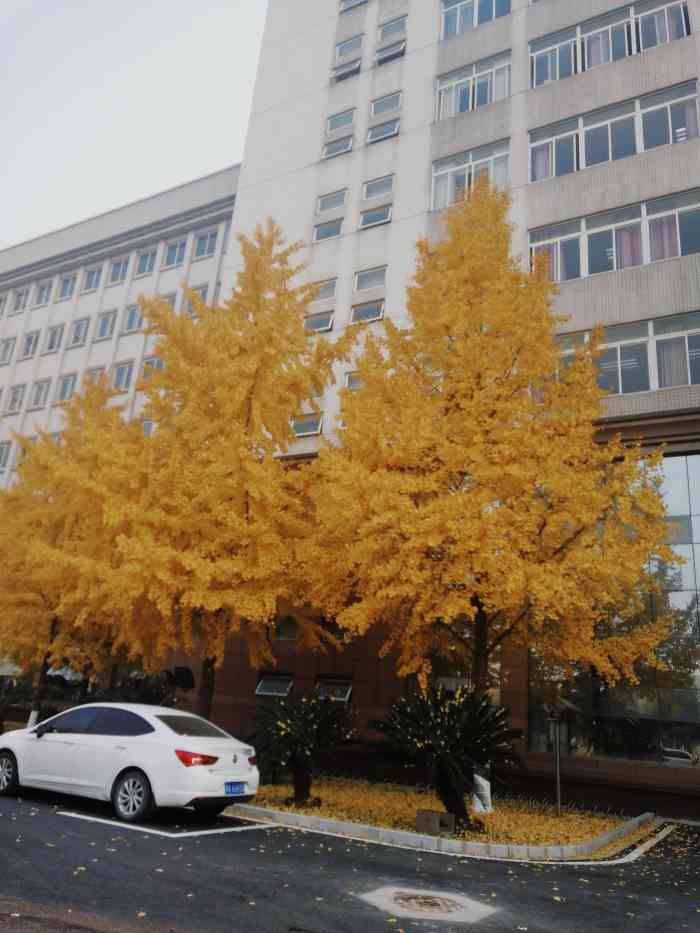 武汉理工大学航海楼-"当然,我这次拍的是主楼,由于没.