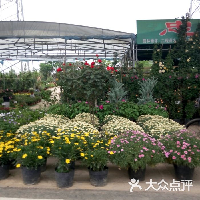 三圣乡花卉市场图片-北京花店-大众点评网