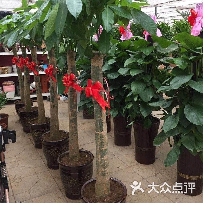 肖家营花卉基地