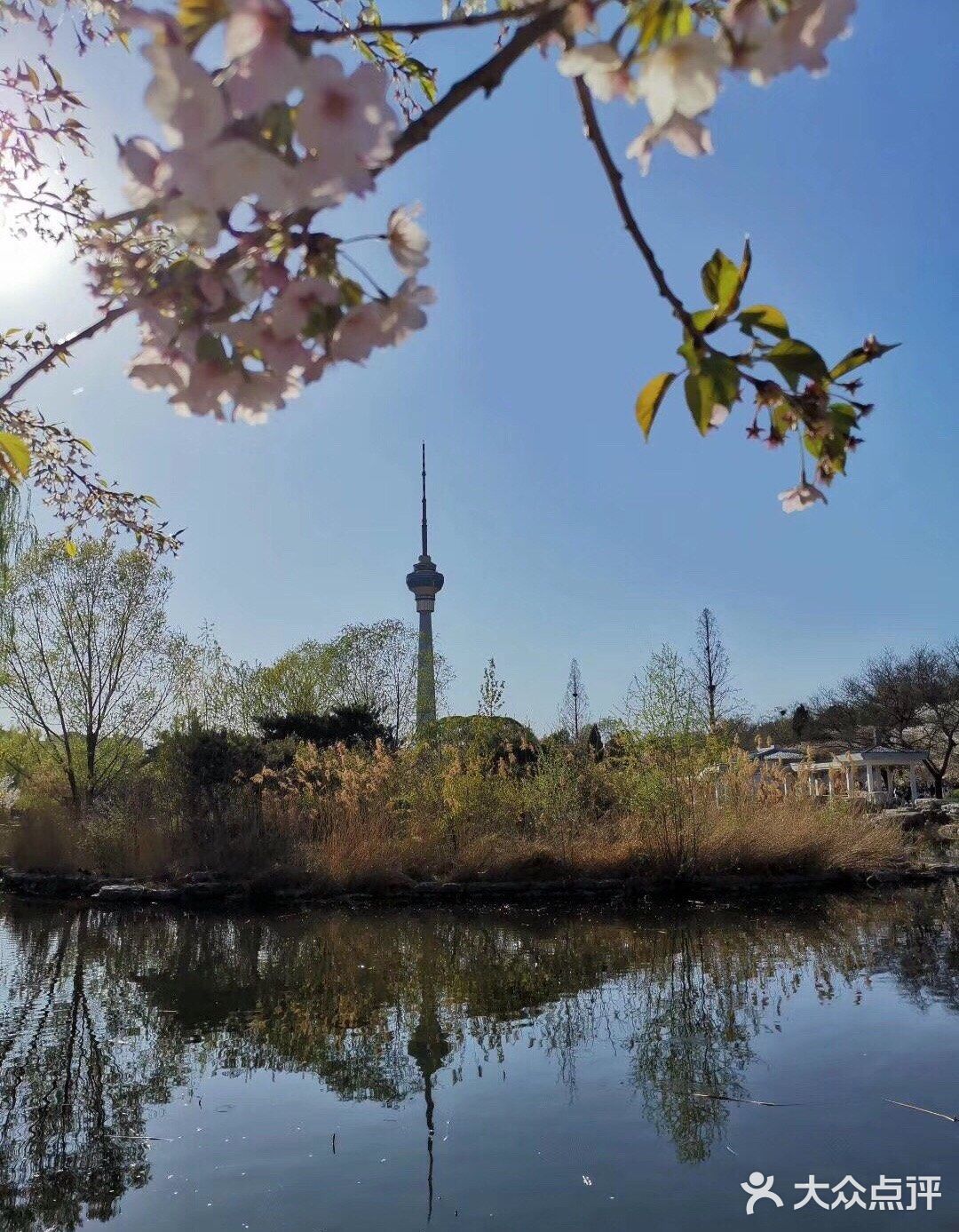 春暖花开北京玉渊潭樱花烂漫惹人醉