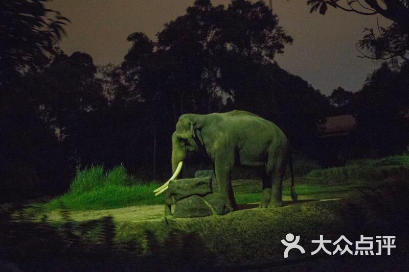 夜间野生动物园大象图片 - 第3张