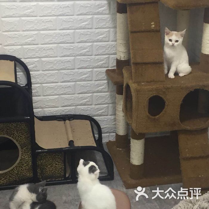 猫库轰趴馆