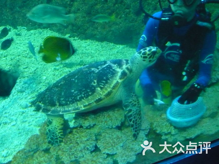 青岛海昌极地海洋公园海龟图片 - 第4张