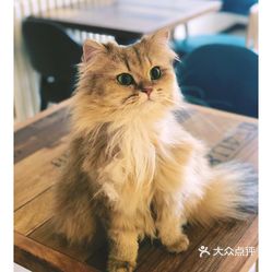 喵美喵猫咖