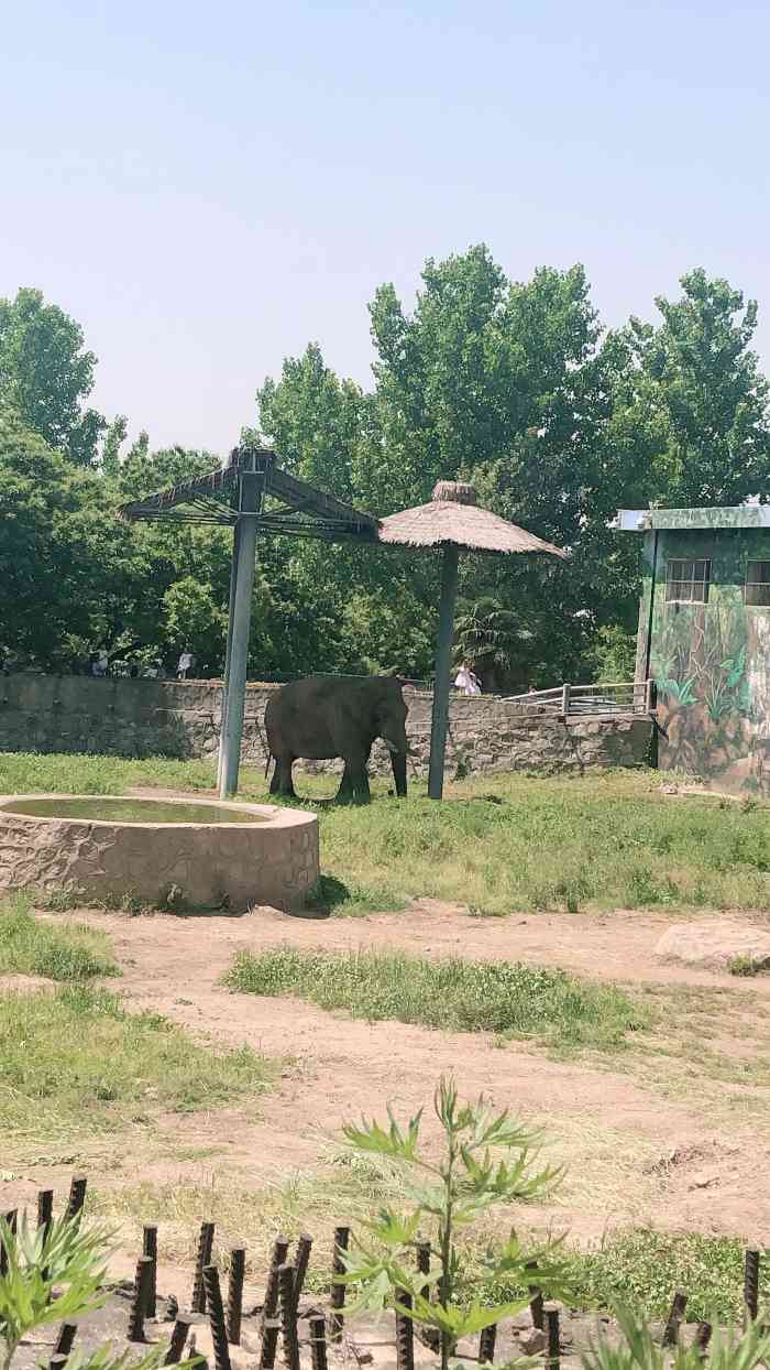 西安秦岭野生动物园-"特别野 为了看熊猫特意去了汉中