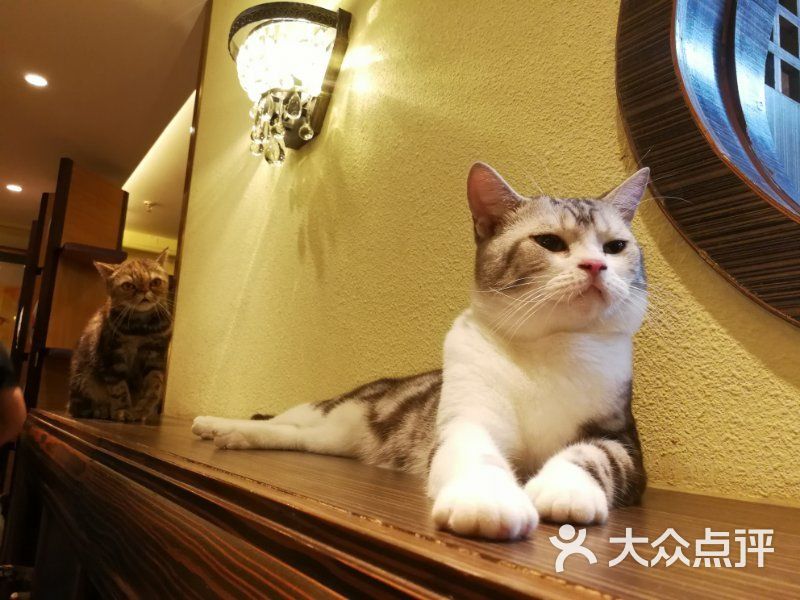 猫主题吴止猫餐吧more than meow(皇宫店)图片 - 第1860张