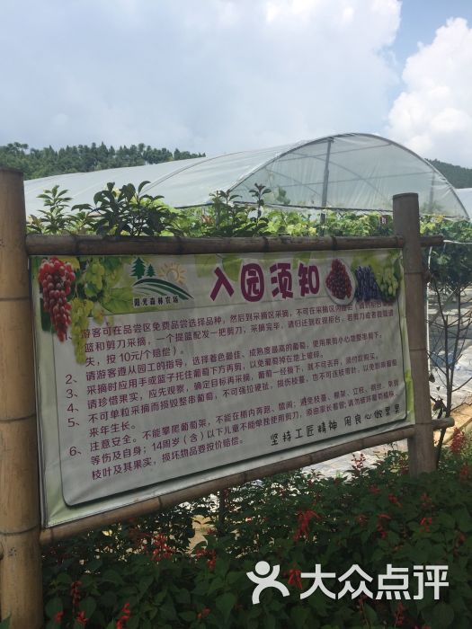 阳光森林农场-草莓采摘-图片-德阳休闲娱乐-大众点评网