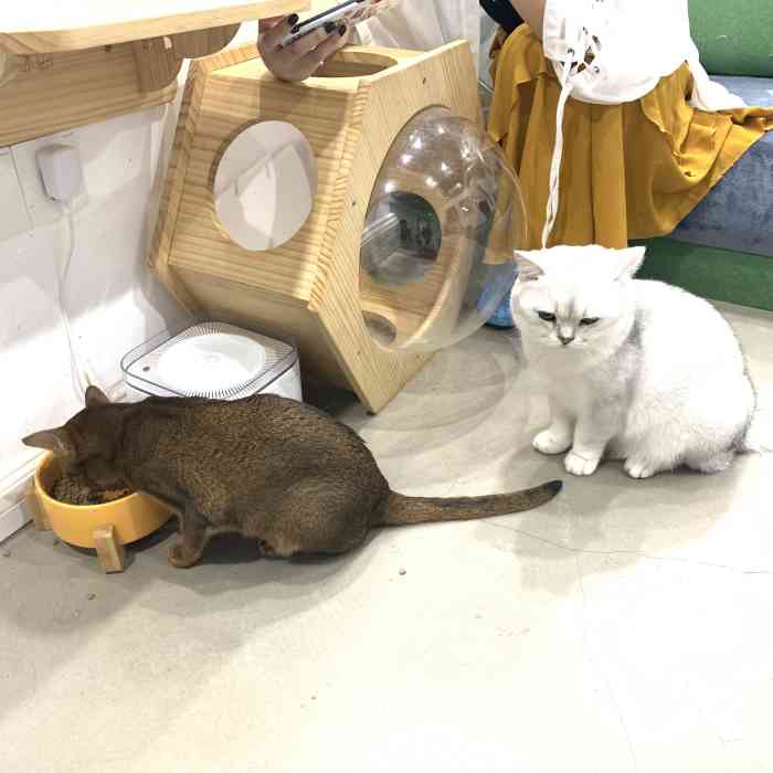 凉小九的喵呜猫咖"六合城终于也有撸猫小店了!对于想养.