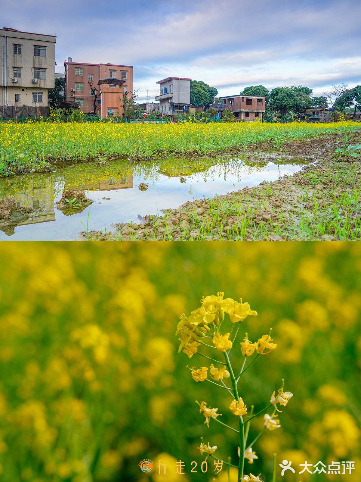 大吉沙岛|春季油菜花观赏拍照好去处!