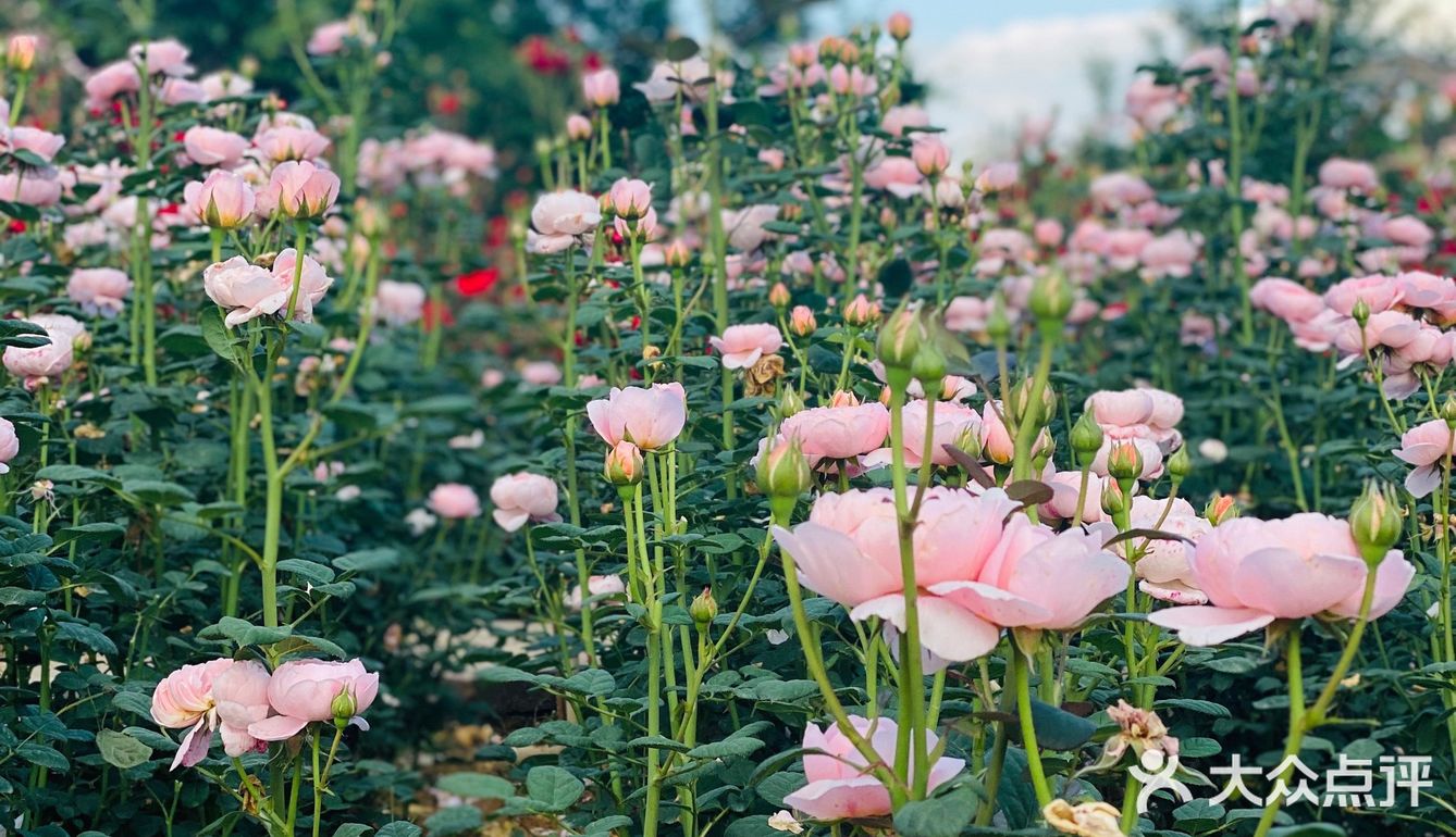 玫瑰花海