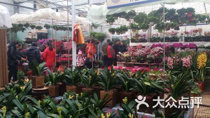 曹庄花卉市场-图片-天津购物-大众点评网