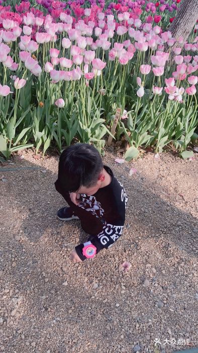 昆山巴城荷兰郁金香文化节