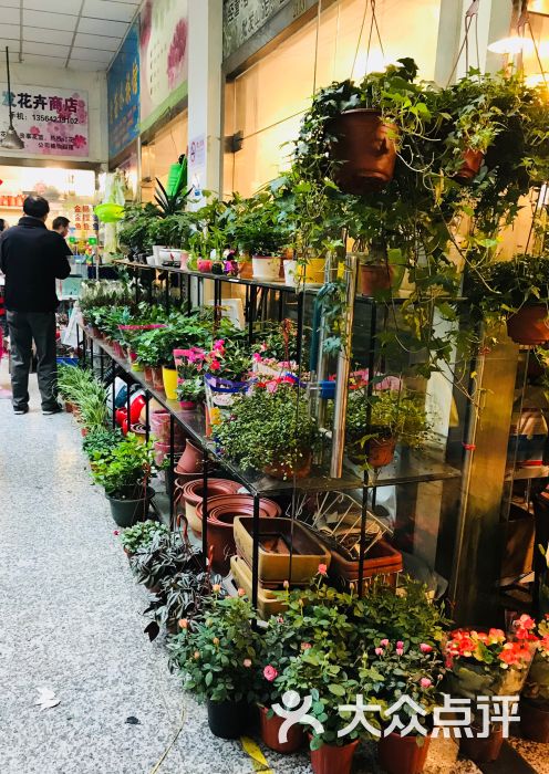 杨浦公园花鸟市场店内环境图片 - 第8张