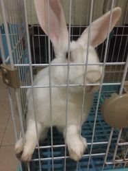 铺床单的兔子 -p2LDjDwidx3uyEaPpwgR4Nch5sqbKfIfLhSk2MF5jDqulMlOEcd4VVFXn8K_HNf.jpg