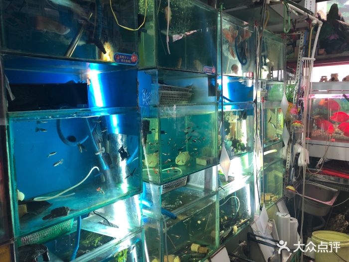银河花鸟鱼水族馆图片 - 第3张