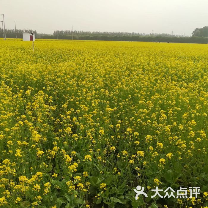 楼台油菜花田