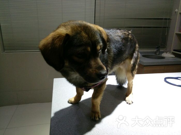 爱侣宠物医院(梅川分院)-图片-上海宠物