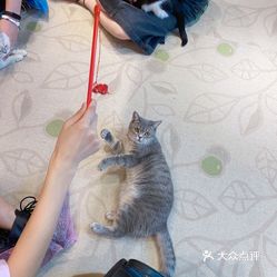 cat knight 猫咪咖啡厅·桌游棋牌·轰趴聚会·猫咪寄养