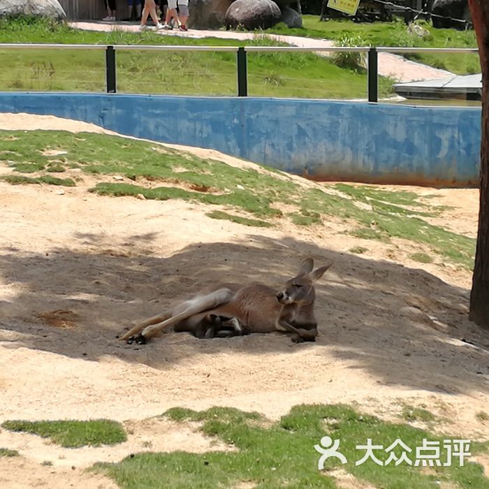 泉州海丝野生动物世界图片-北京动物园-大众点评网