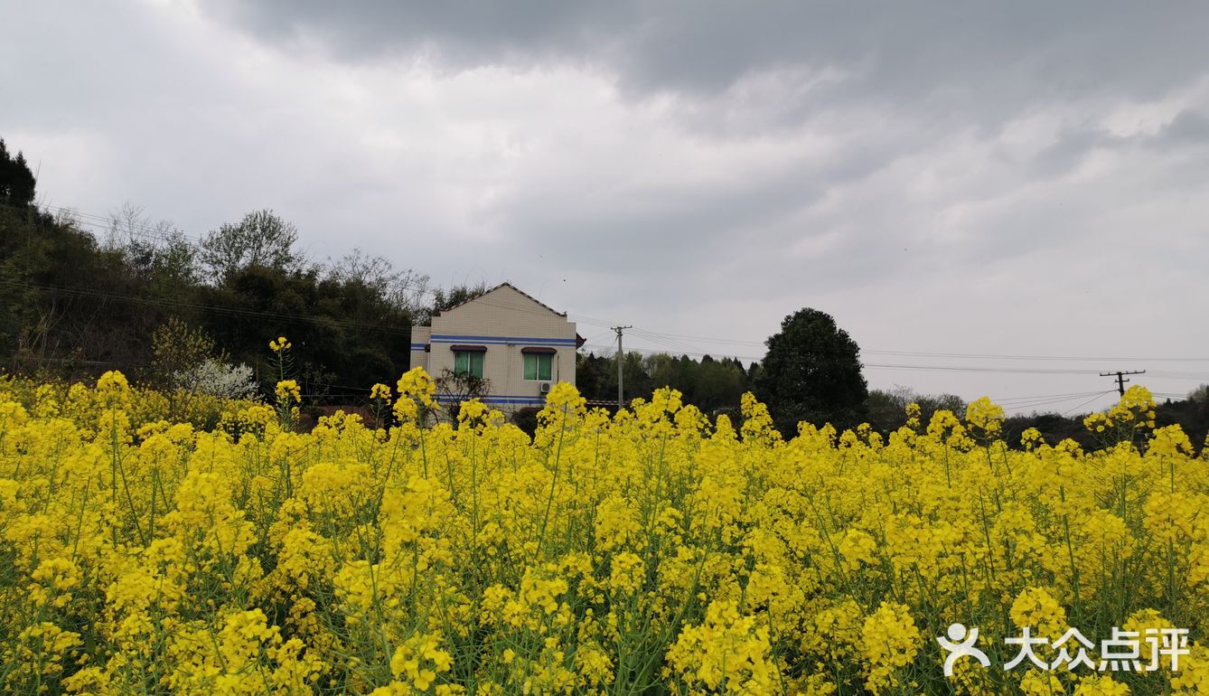 路上还经过了一大片油菜花田地,配着远处的小农家院子