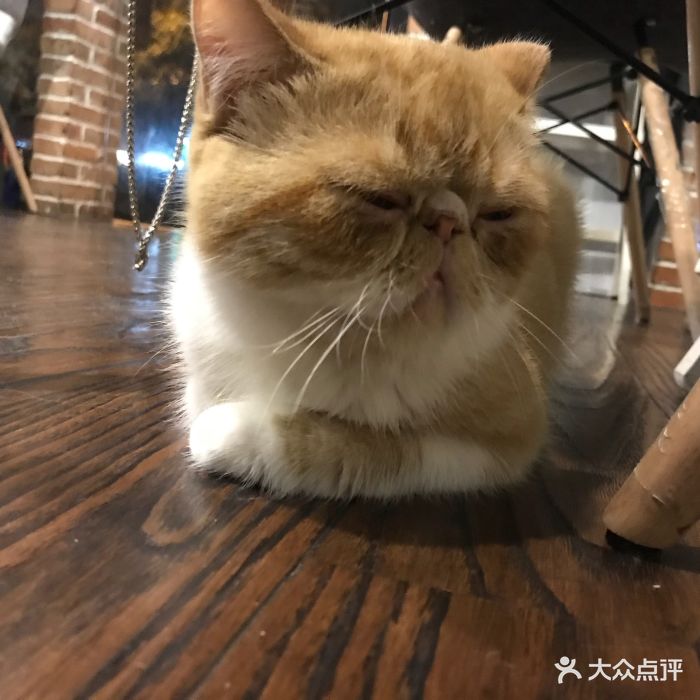 喵仙女猫咖啡-图片-杭州美食-大众点评网