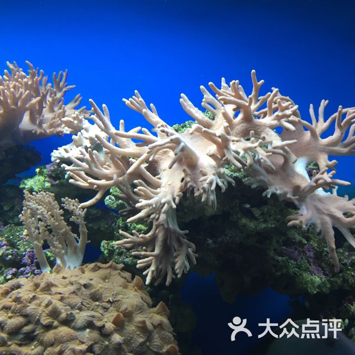 海珊瑚主题餐厅(湛江店)图片 - 第2张