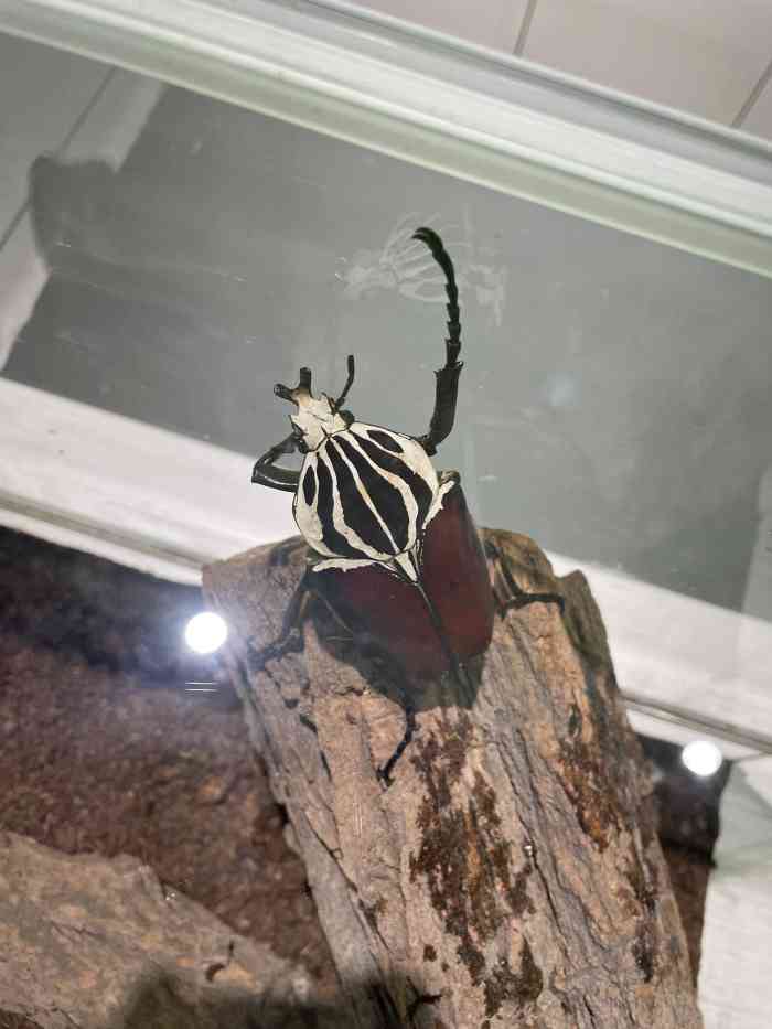 自然年轮昆虫馆-"非常好的昆虫科普博物馆,算是北京大
