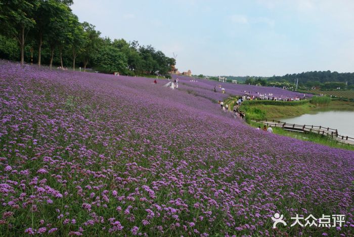 大塘金香草谷图片