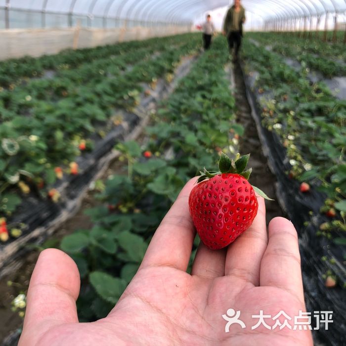 小王奶油草莓园