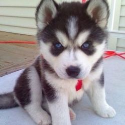 【同仁医院】电话_地址_价格_营业时间_将军