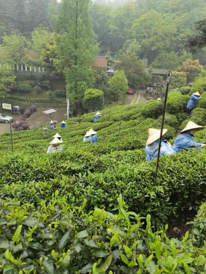 青城道茶观光园-"9694密歇根大学假期回国的静谧日子 .