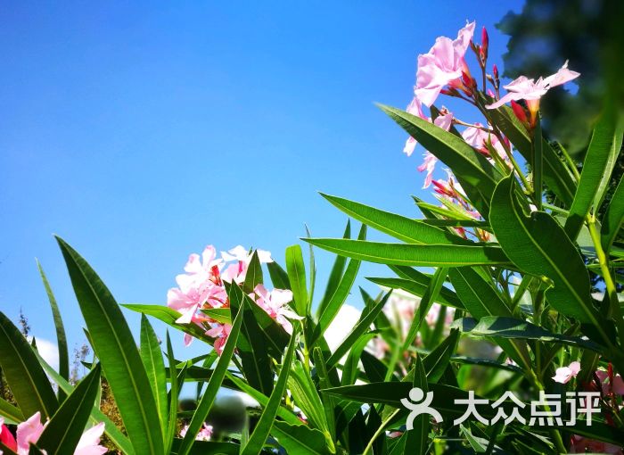 菲茨罗花园-图片-墨尔本景点