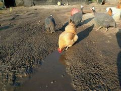 红骨顶生态农场绿色果蔬配送-图片-tianjin购物