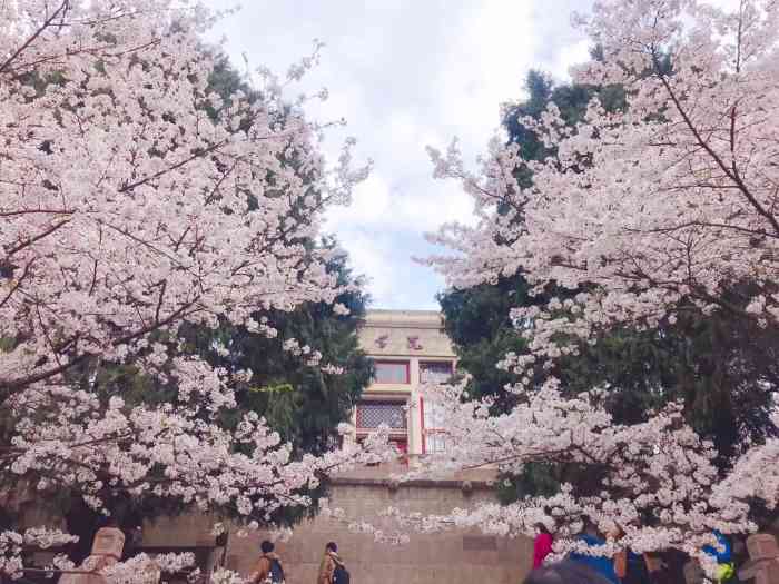 武汉大学樱顶-"武汉大学樱顶,是武汉大学最美景点之一