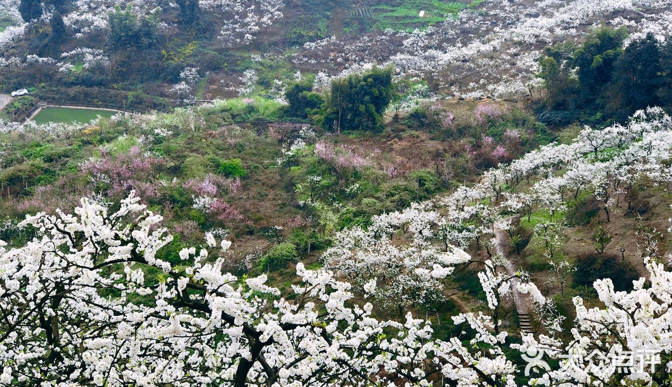 漫山遍野的李子花冬天终于要过去