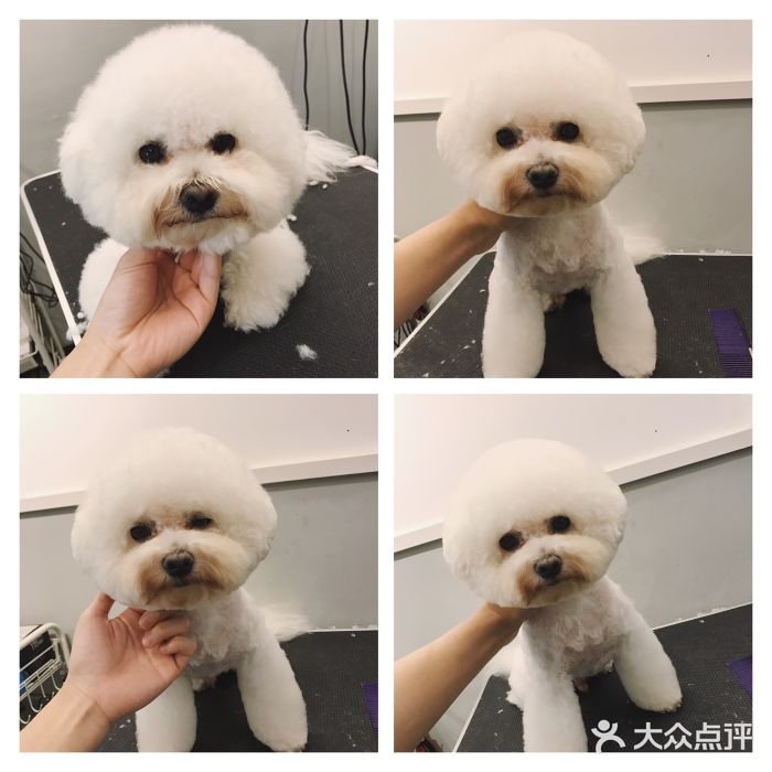 poppy pet 宠物生活图片
