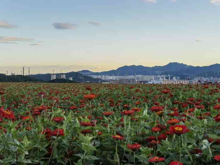 半山花海-"半山花海位于石景山五里坨天泰山半山腰,几